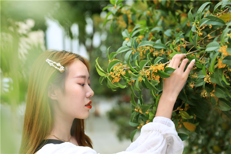 桂花开
