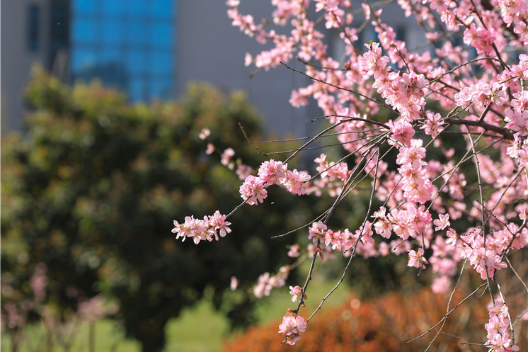 春日里的花儿